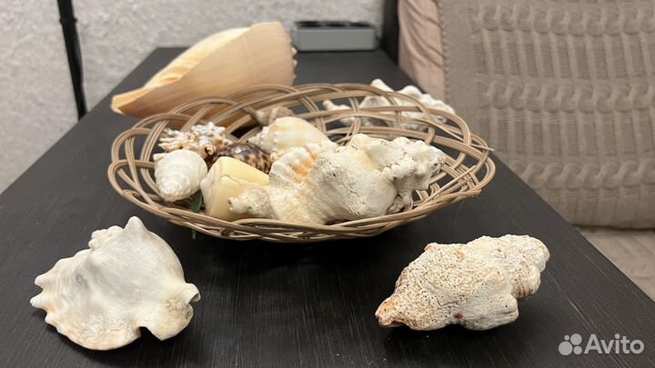 Ракушки морские