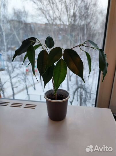 Комнатные растения