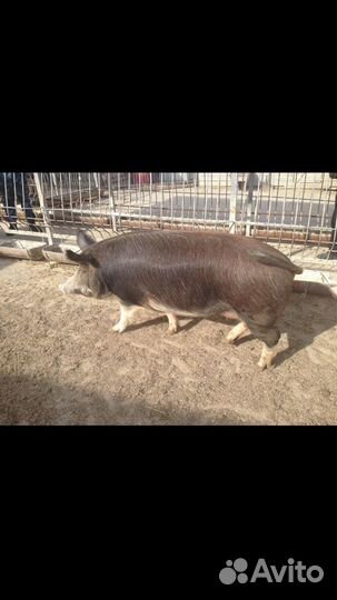 Домашняя свинина живым весом и мясом