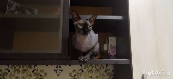 Кот ищет подругу)