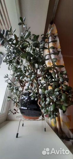 Денежное дерево Красула