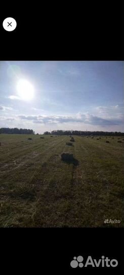 Сено в квадратных тюках