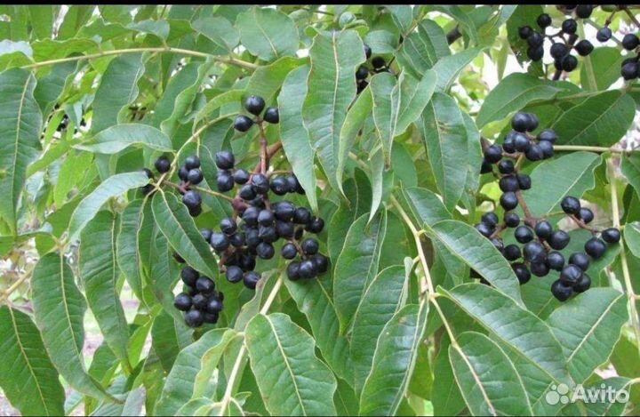 Бархат амурский, пробковое дерево
