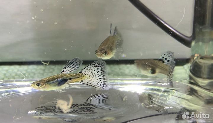 Аквариумны рыбки разные