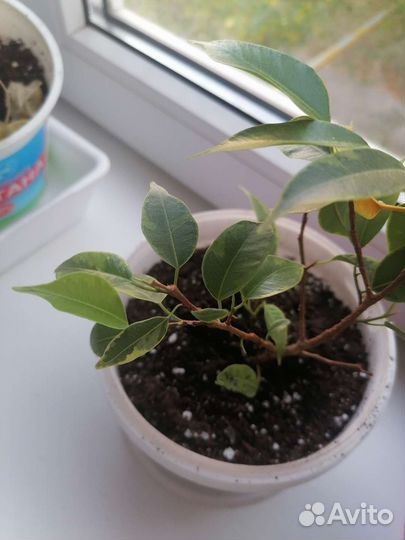 Фикус бенджамина пестролистный