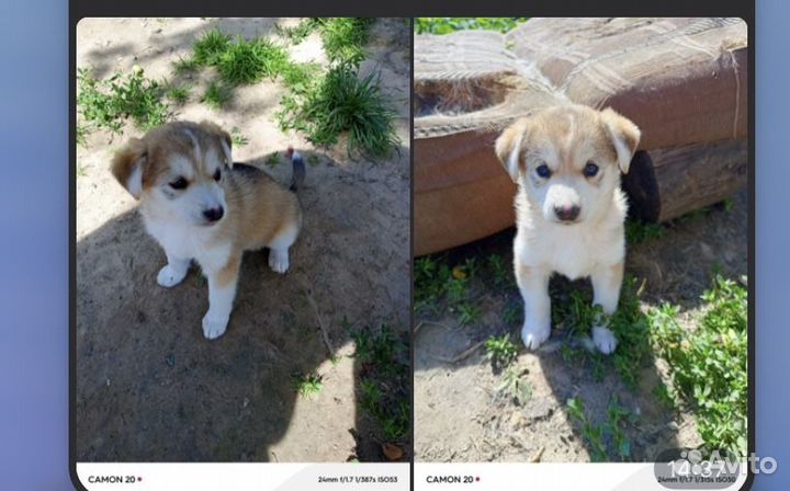 Щенки в добрые руки