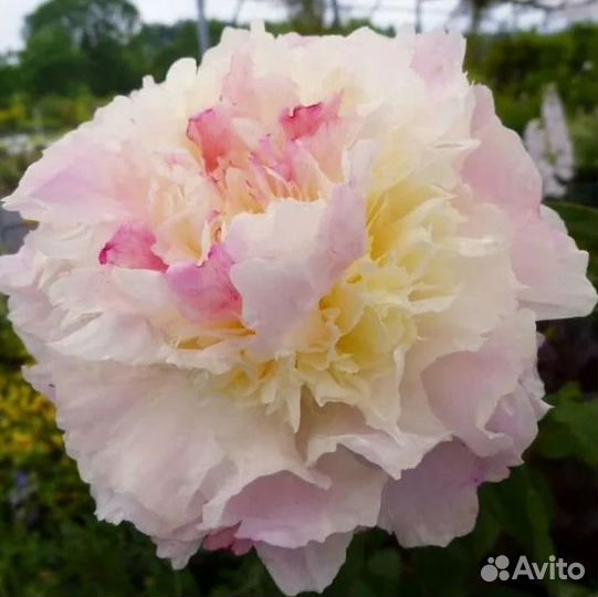 Пионы саженцы