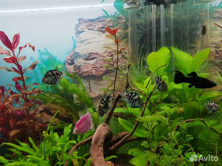 Аквариумные рыбки