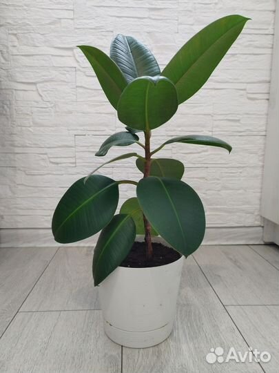 Фикус с горшком 3