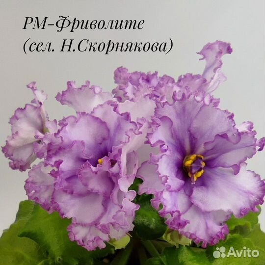 Сортовые фиалки