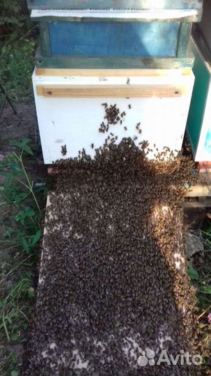 Пчелопакеты,пчелосемьи