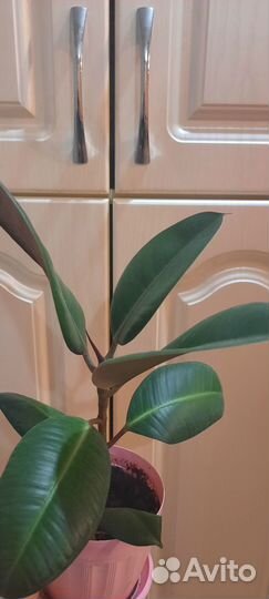 Фикус каучуконосный