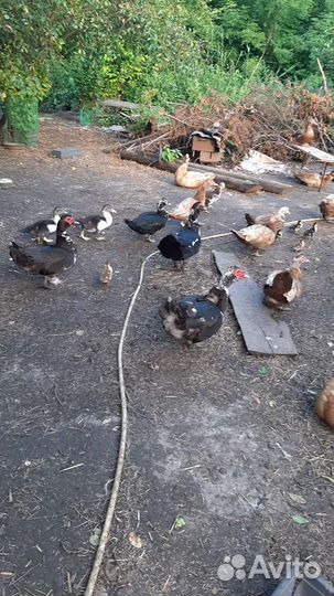 Утки,индо утки