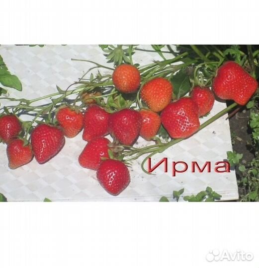 Клубника ремонтантная