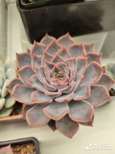 Суккуленты