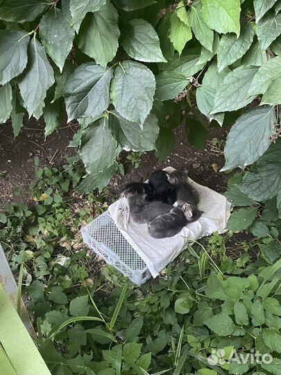 Помогите спасти жизнь