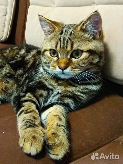 Шотландская