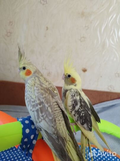 Попугай корелла