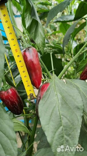 Перец халапеньо рассада