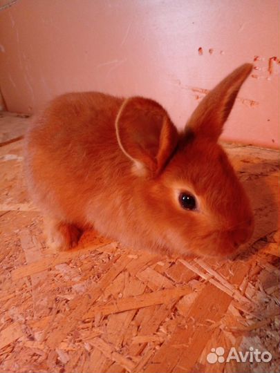 Кролики новозеландские