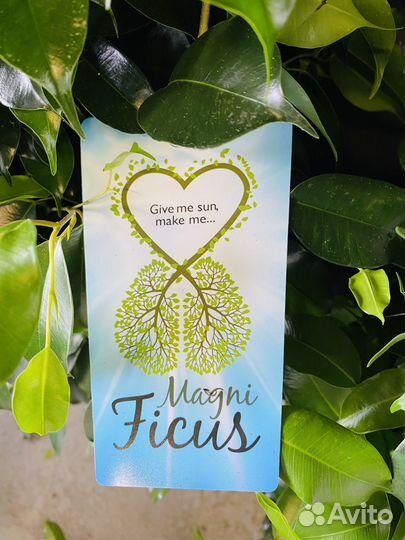 Фикус бенджамина