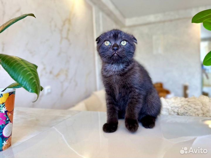 Шотландская вислоухая девочка