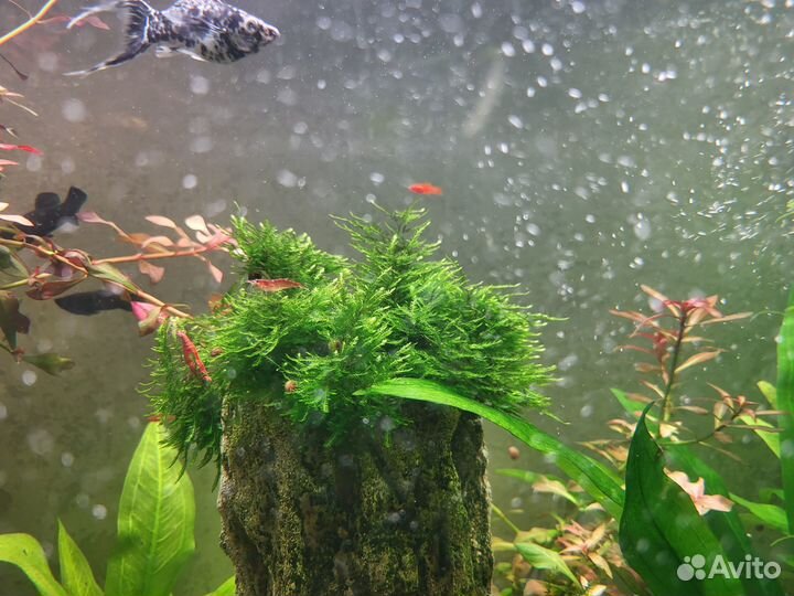 Аквариумные рыбки, креветки и растения