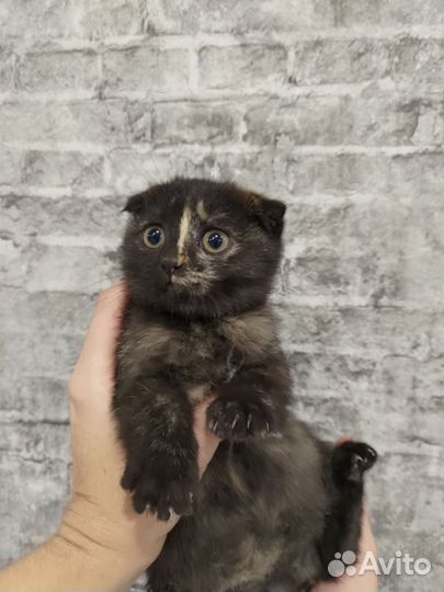 Котики бесплатно в добрые руки