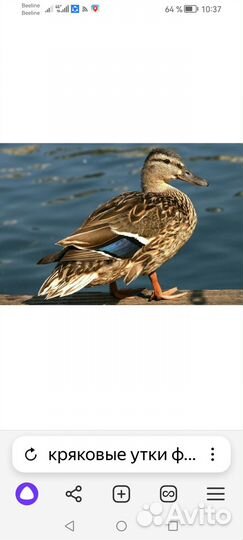 Продам кряковые утки