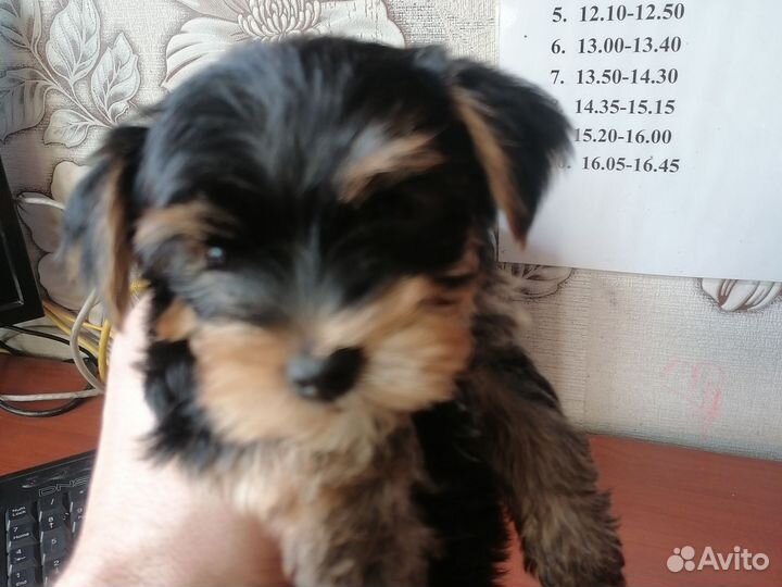 Йоркширский терьер мини