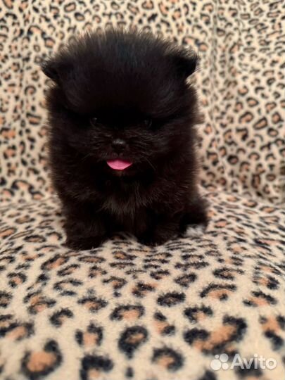 Померанские шпицы