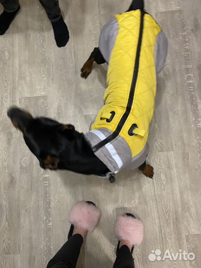 Попона для собаки 4xl