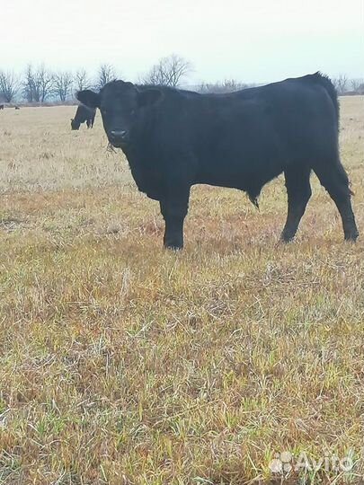 Абердин- ангусские бычки