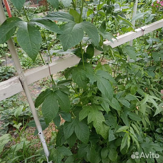 Маракуйя северная