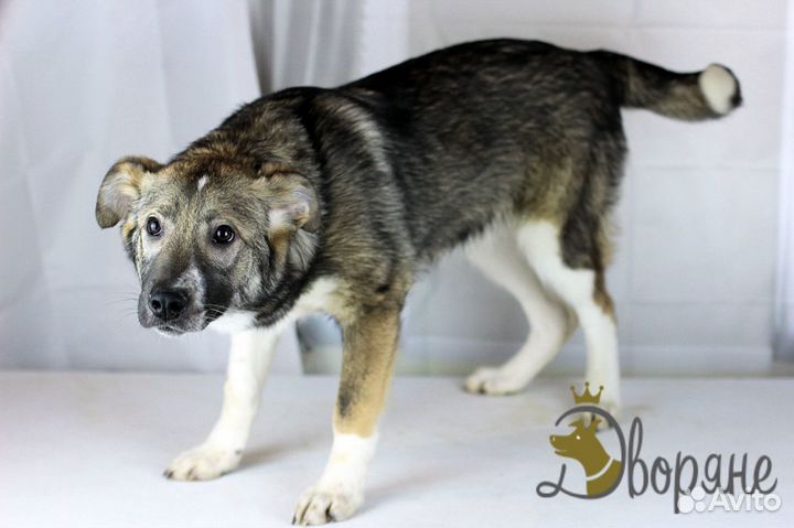 Малыш Луч в дар