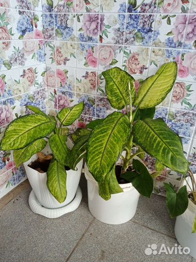 Дифенбахия