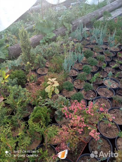 Хвойные для прекрасного сада