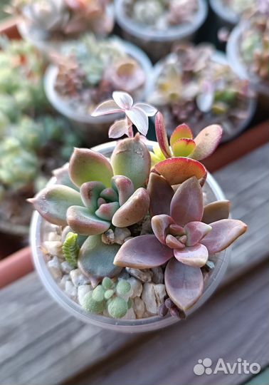 Суккуленты 5