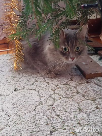 Умные разговорчивые котята от норвежской кошки