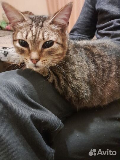 Кошка
