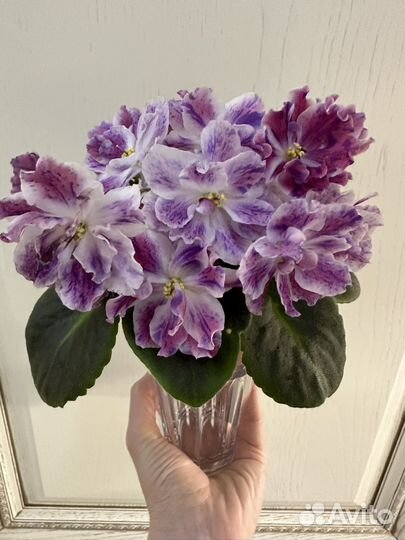 Фиалка нд-Огни Заполярья (детки) и др сорта