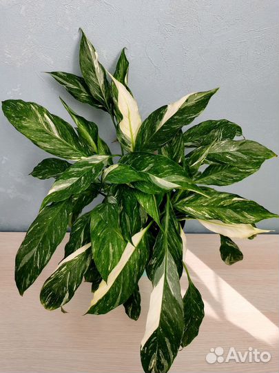 Спатифиллум вариегатный