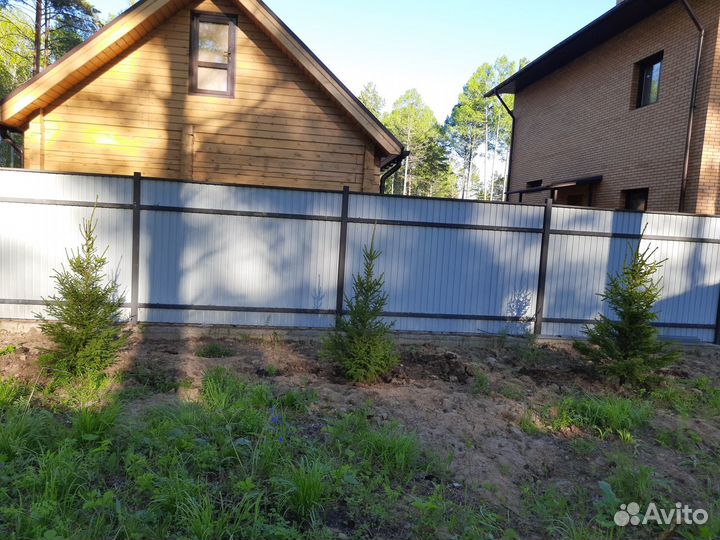 Саженцы хвойных пород