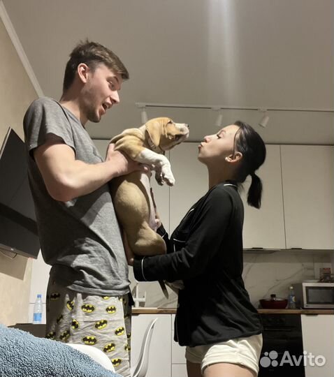 Американский стаффордширский терьер. для вязки