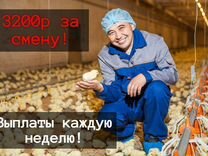 Разнорабочий на птицеферму