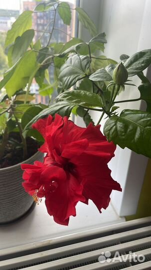 Гибискус китайская роза бронь