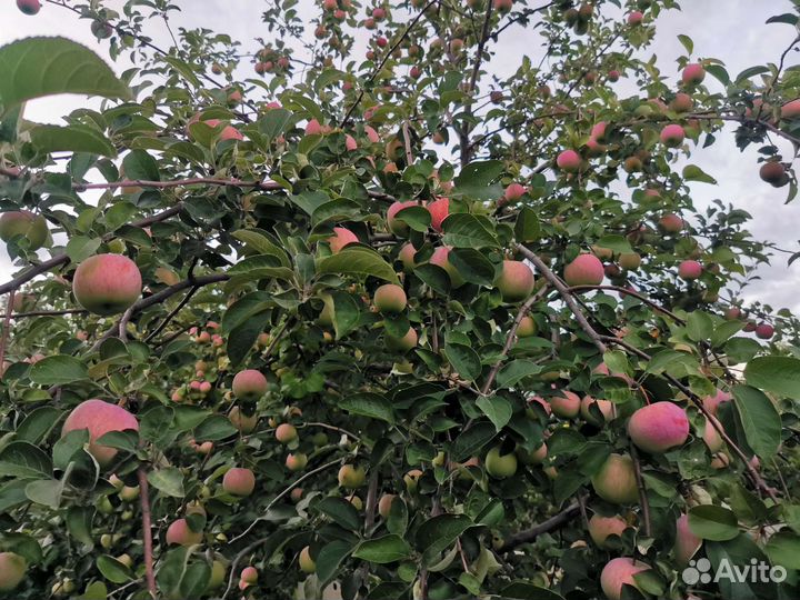 Яблони, груши саженцы