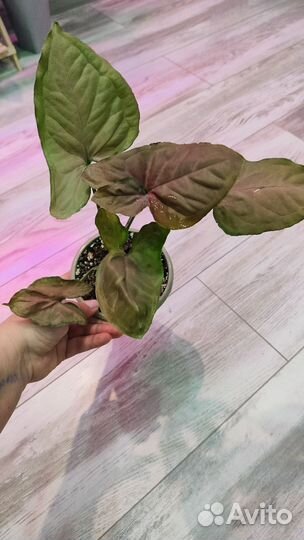 Сингониумы сортовые 3