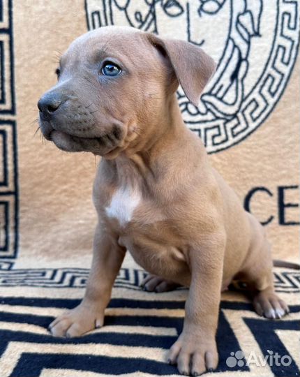 Щенки стаффорда