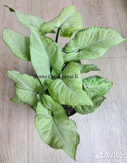 Сингониумы